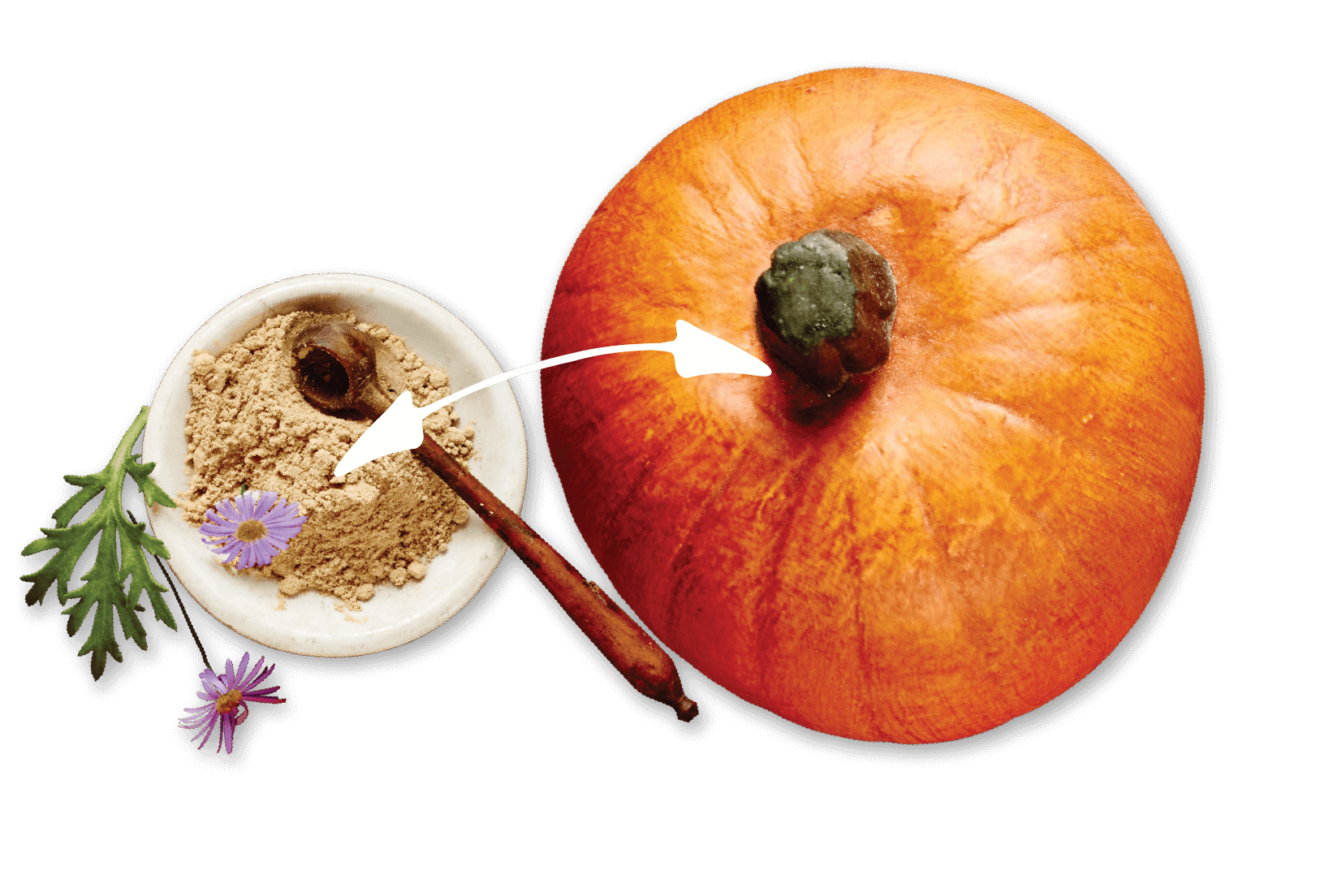 Pumpkin + Chicory Root = Better Digestion