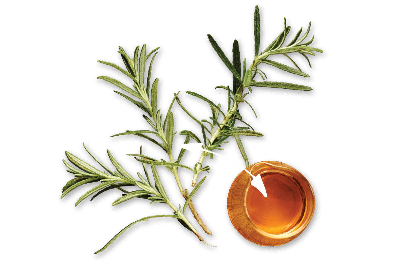 Salmon Oil + Rosemary = Immunity Boost